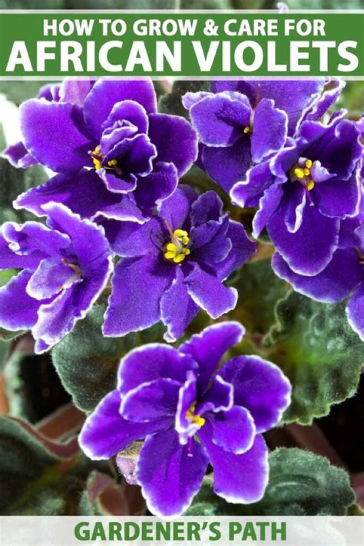 Are African violets actually violets