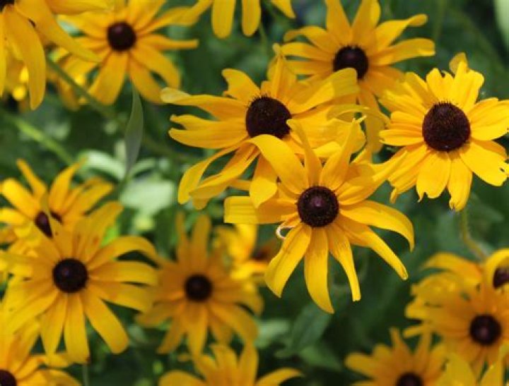 Are all black eyed susans perennials
