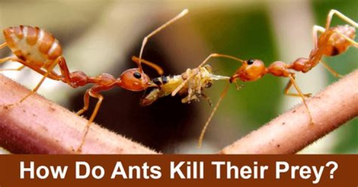 Are ants harmful to humans