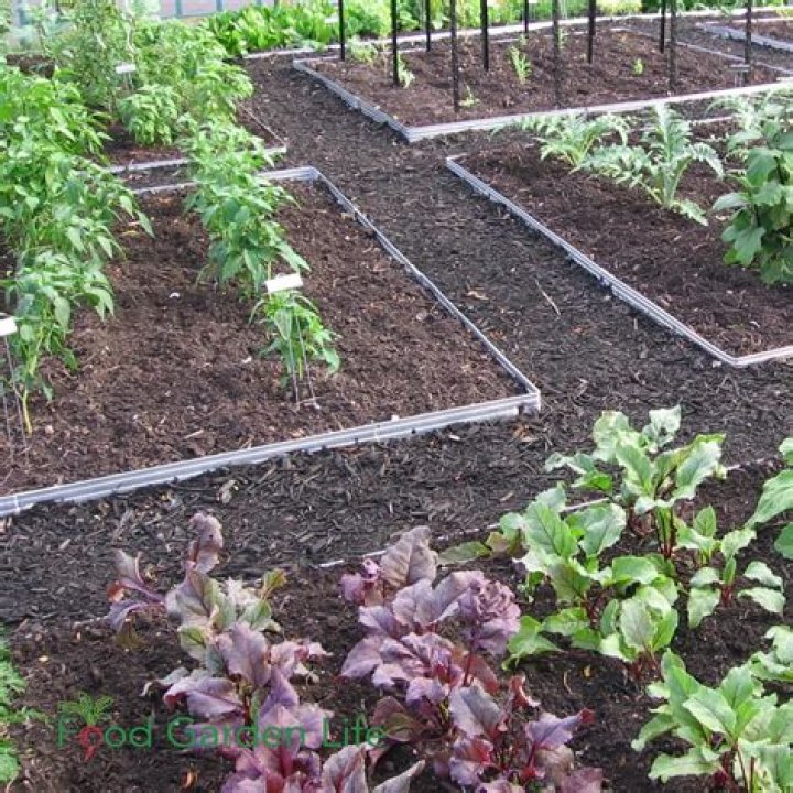 Are ants harmful to my vegetable garden