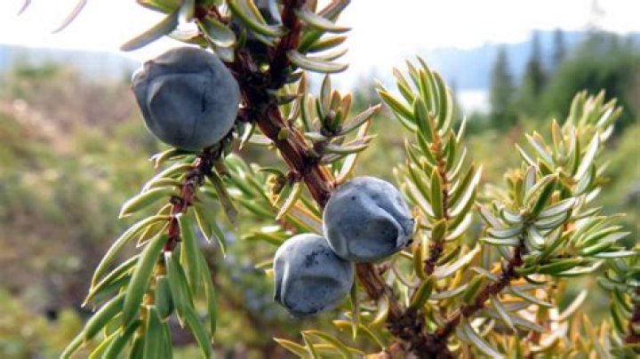 Are any juniper berries poisonous