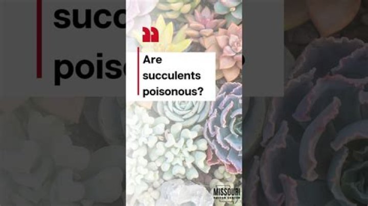 Are any succulents poisonous