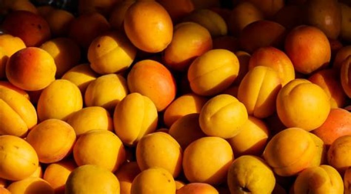 Are apricot pits poisonous