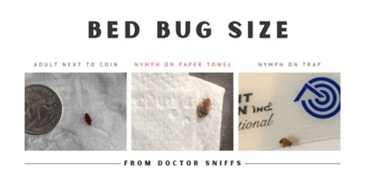 Are bed bugs long and skinny