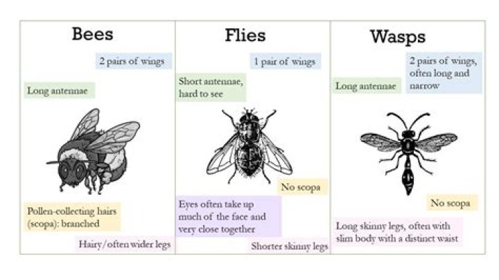 Are bee flies bees