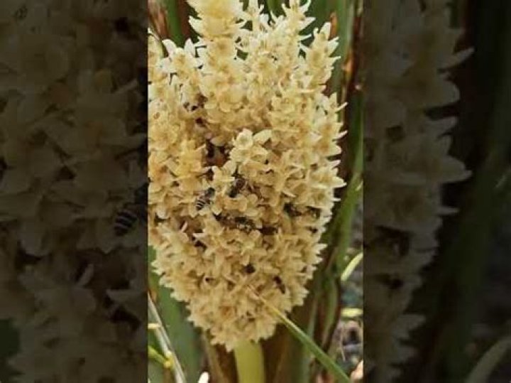 Are bees attracted to palm trees