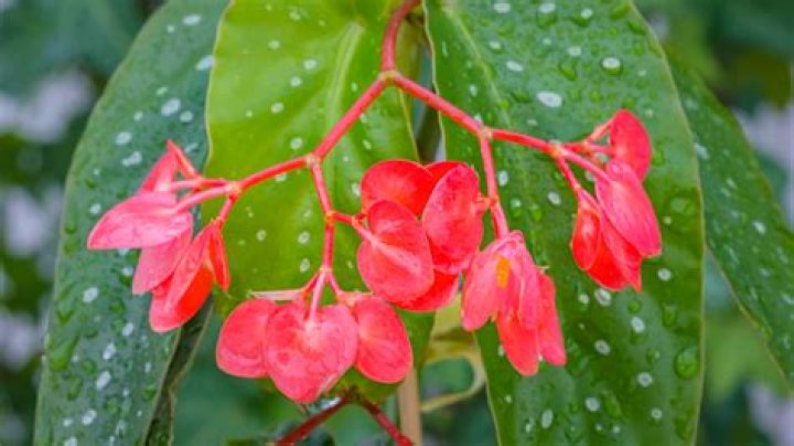 Are begonias toxic to pets