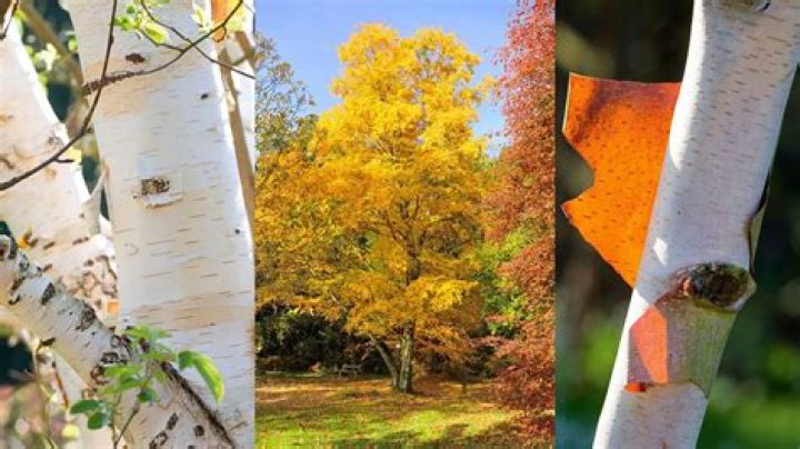 Are birch trees shallow rooted