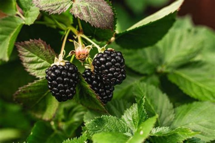 Are blackberries and raspberries the same plant
