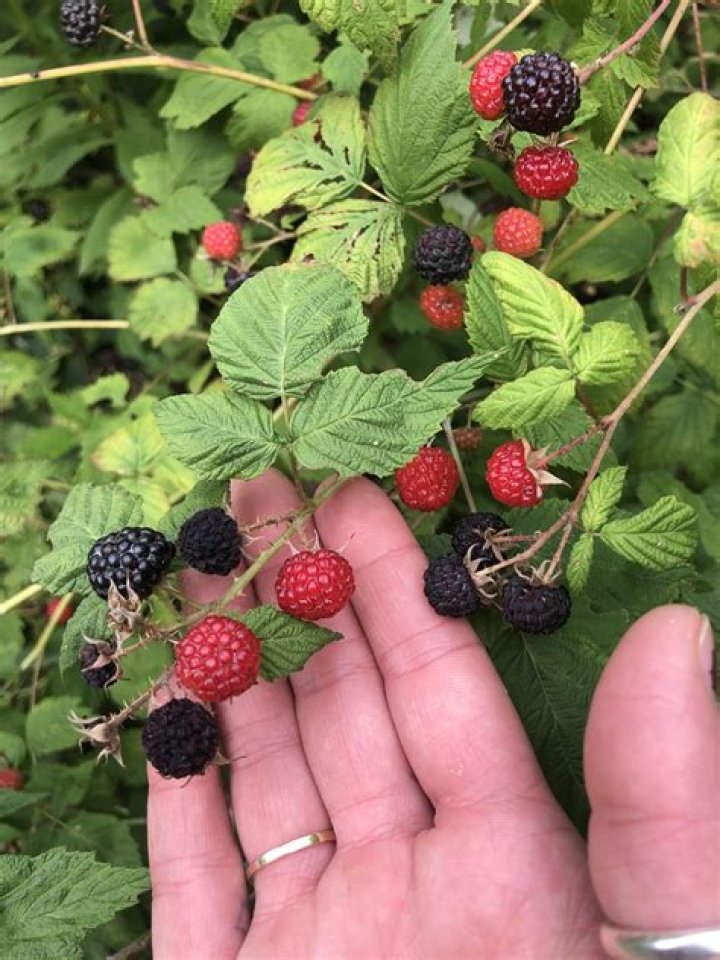 Are blackberry bushes a fire hazard
