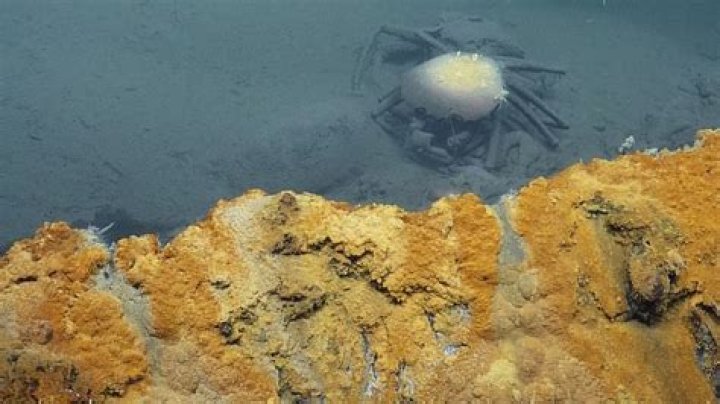 Are brine pools dangerous to humans