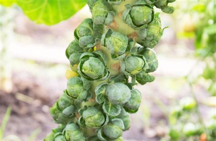 Are brussel sprouts better than cabbage