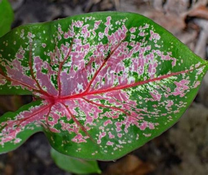 Are caladiums poisonous to dogs