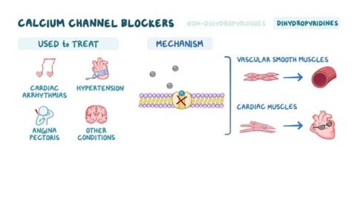Are calcium channel blockers negative inotropic