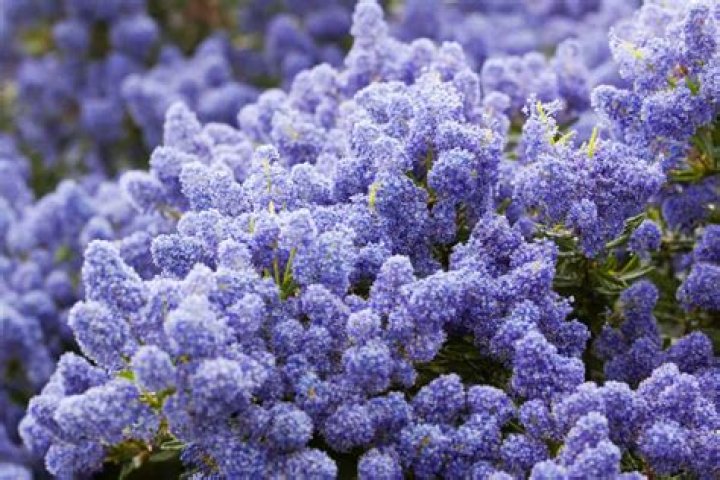 Are California lilacs Evergreen