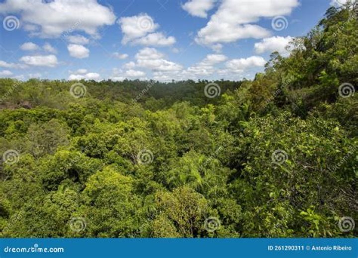 Are called monsoon forest