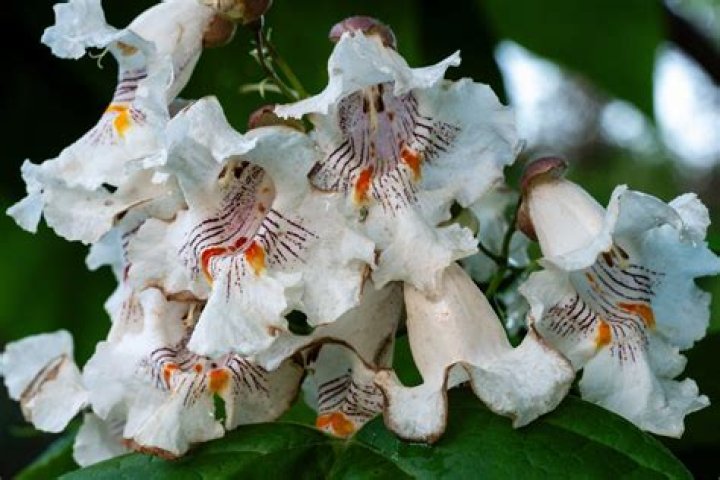 Are catalpa trees messy
