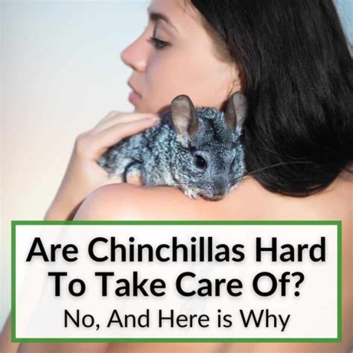 Are chinchillas hard to take care of