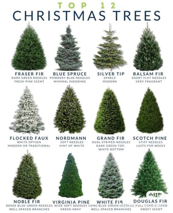 Are Christmas trees hard to find