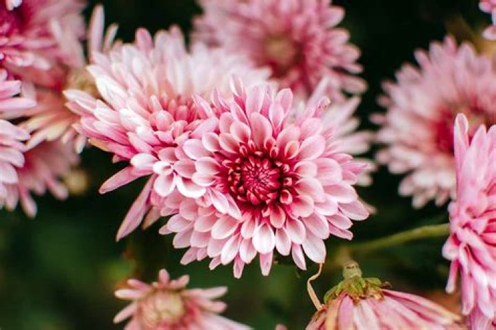 Are chrysanthemum and mums the same