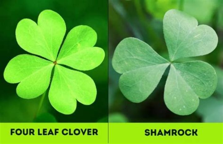 Are clover and shamrock the same thing