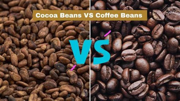Are coffee beans and cocoa beans related