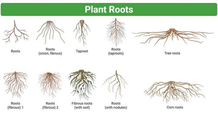 Are conifer roots dangerous