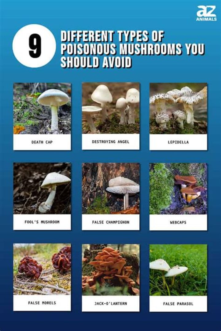 Are conk mushrooms poisonous