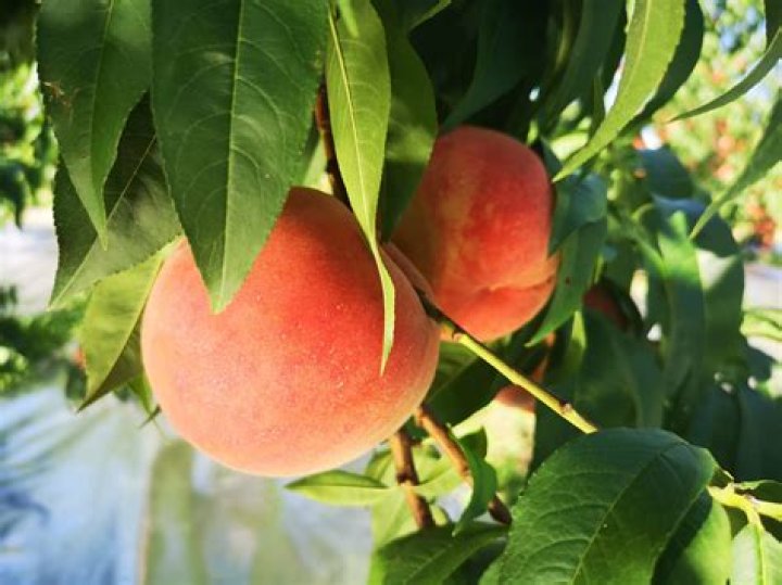 Are contender peaches good