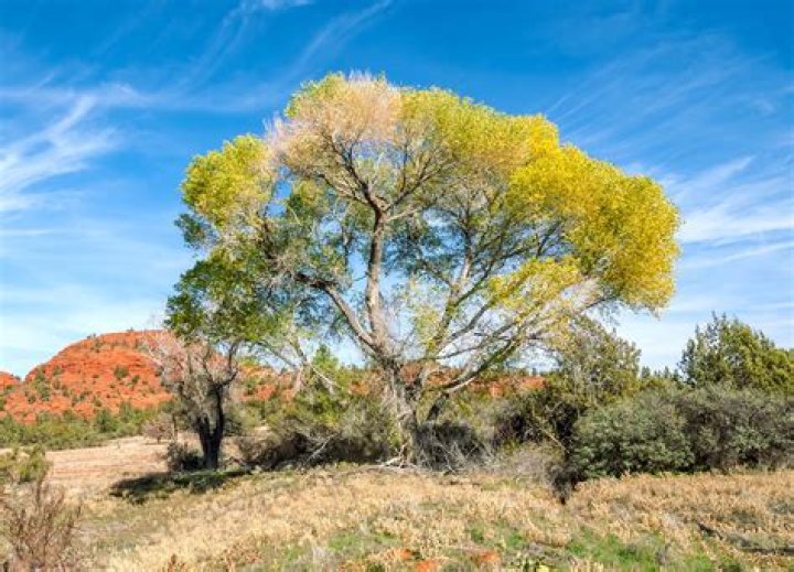Are cottonwoods native to New Mexico