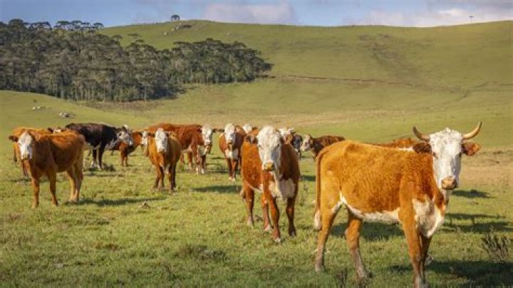 Are cows always pregnant