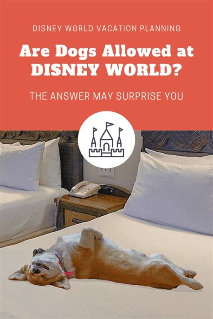 Are dogs allowed at hotels