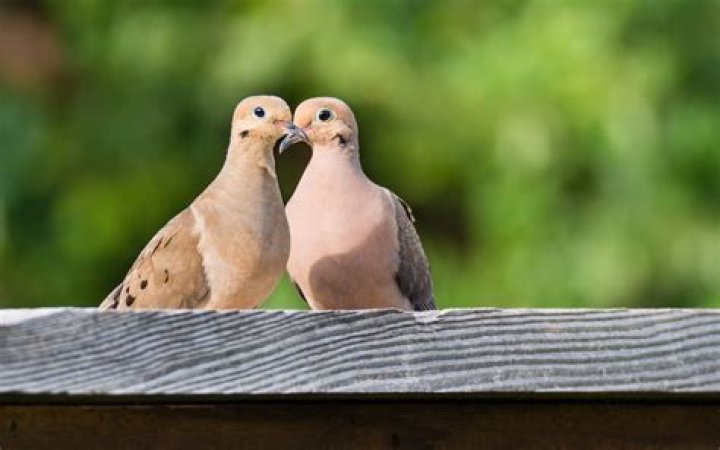 Are doves bad for gardens