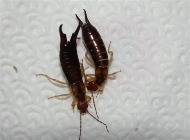 Are earwigs a problem
