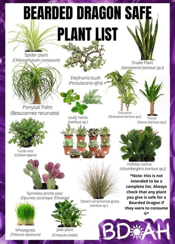 Are fake plants safe for bearded dragons