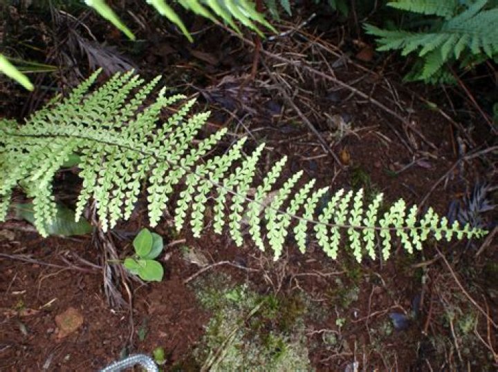Are ferns endangered