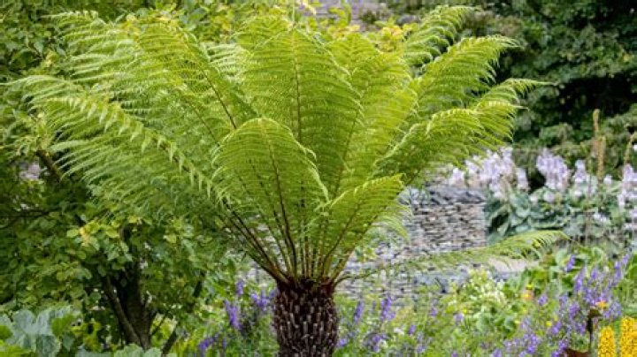 Are ferns good in full sun