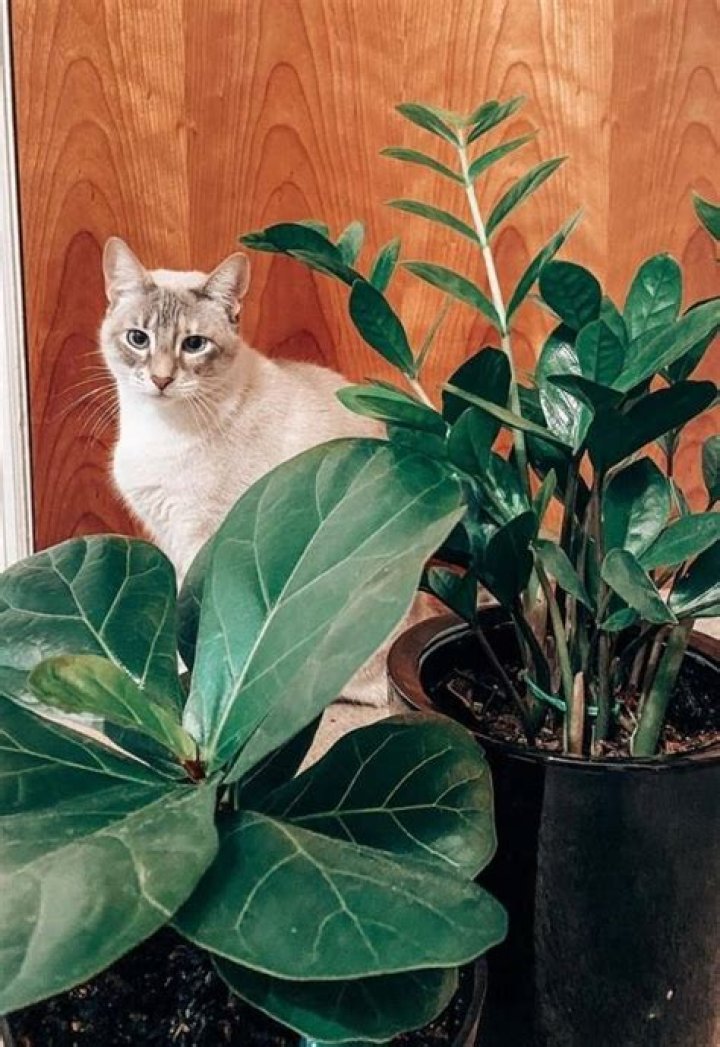 Are fiddle leaf figs poisonous