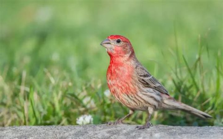 Are finches common in Colorado