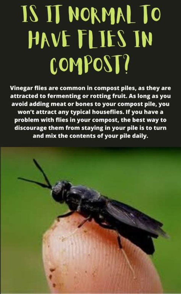 Are flies in compost normal
