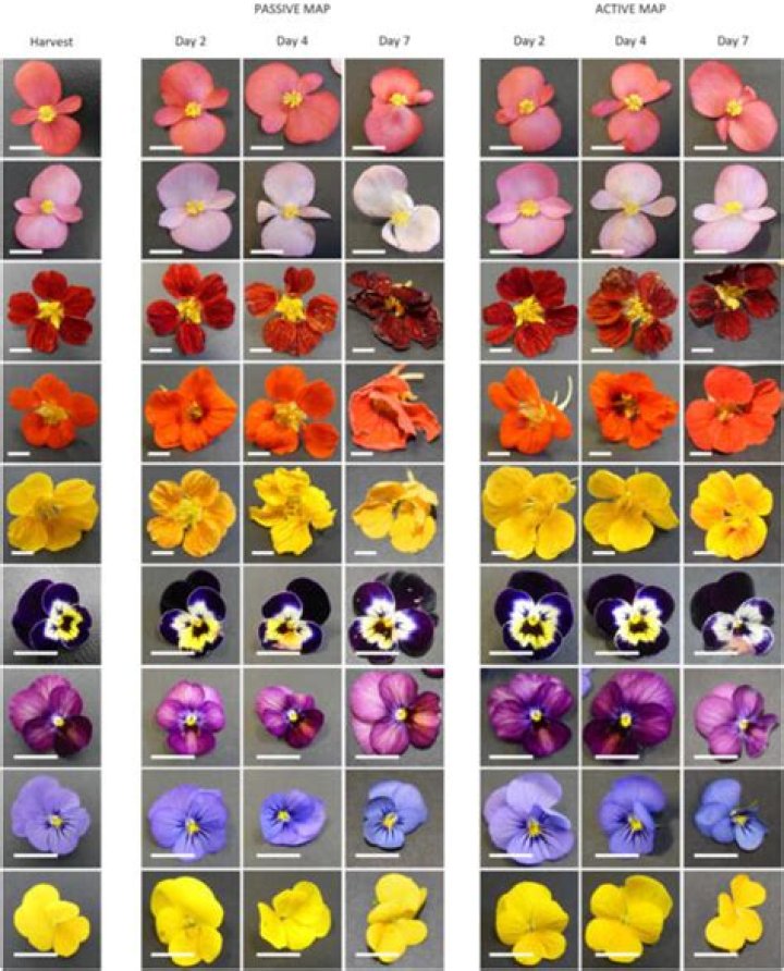 Are flowers modified