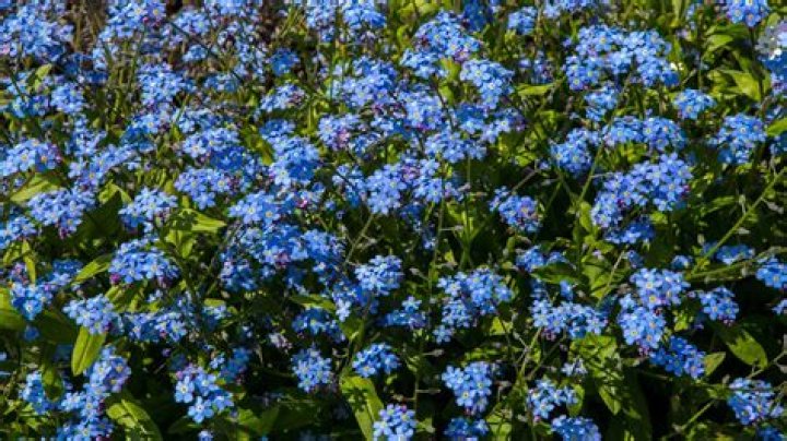 Are Forget Me Nots an annual or perennial