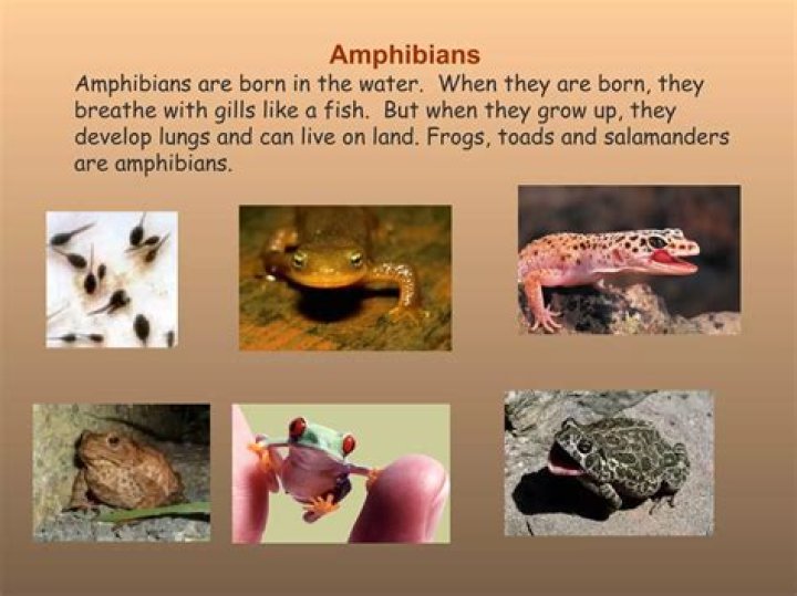 Are frogs born with lungs