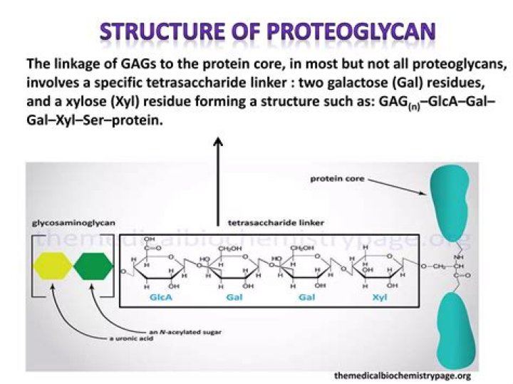Are GAGs proteoglycans