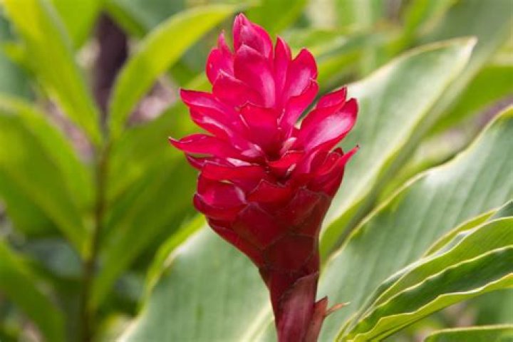 Are ginger plants cold hardy