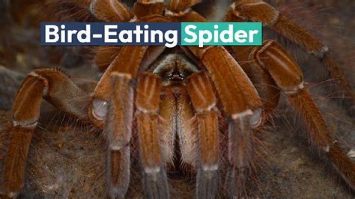 Are Goliath bird eating spiders good pets
