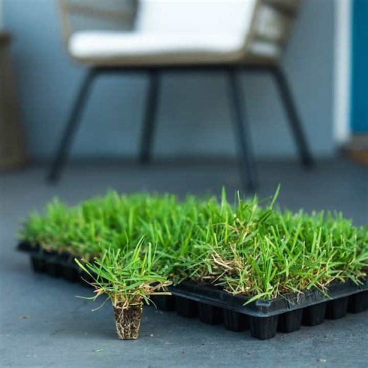Are grass plugs good