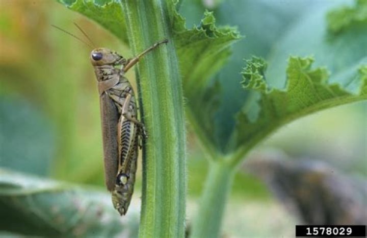 Are grasshoppers good in the garden