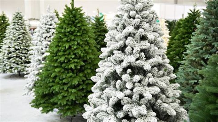 Are green or white Christmas trees better