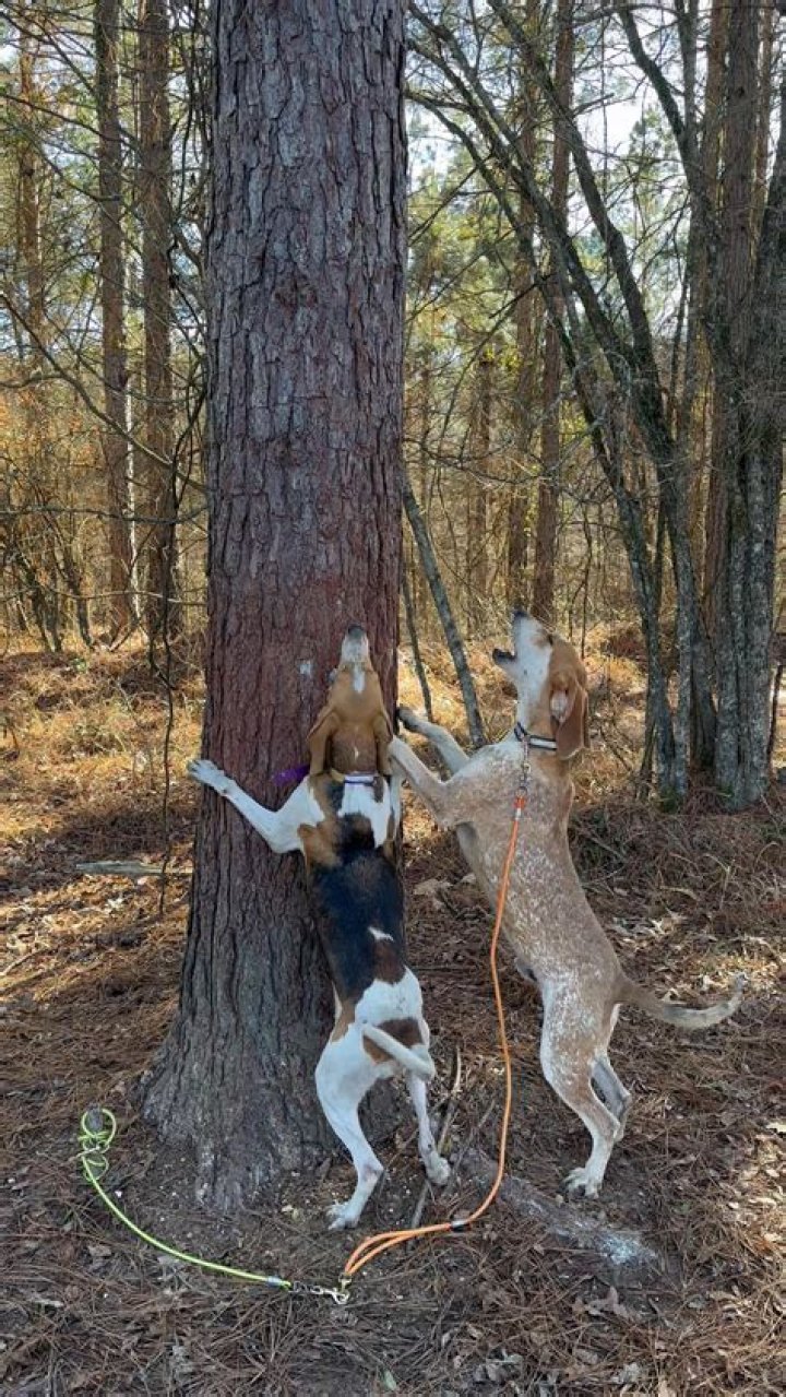 Are Hanging Tree dogs aggressive
